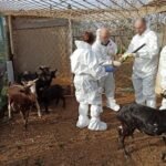 Robos de ganado y maltrato animal en una finca de Tarragona