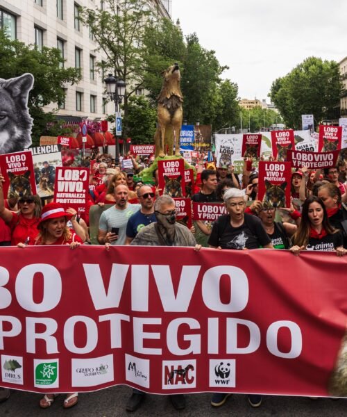 El Defensor del Pueblo recurre ante el Constitucional la desprotección del lobo