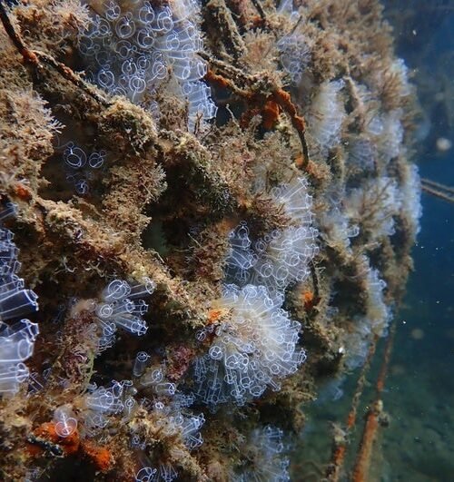 Arrefices con inteligencia artificial para regenerar ecosistemas marinos