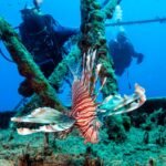 El mar Mediterráneo se tropicaliza: agua a 30 grados, noches tórridas y llegada de especies invasoras