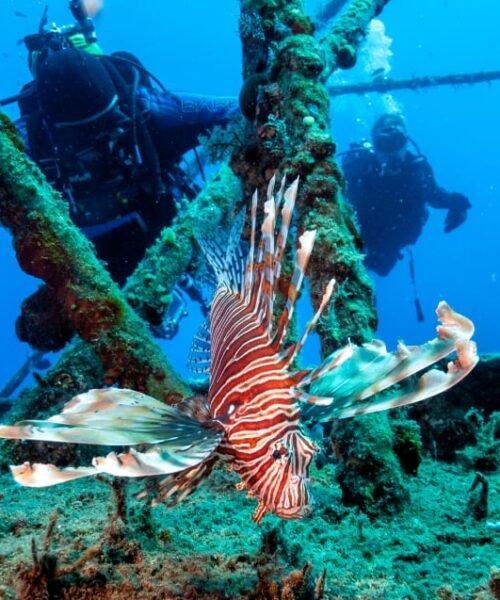El mar Mediterráneo se tropicaliza: agua a 30 grados, noches tórridas y llegada de especies invasoras