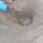 Hallados 75 huevos de tortuga boba en Murcia