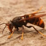 Retirada dun niño de velutinas nunha vivenda do lugar de A Pedreira, no concello de Rianxo