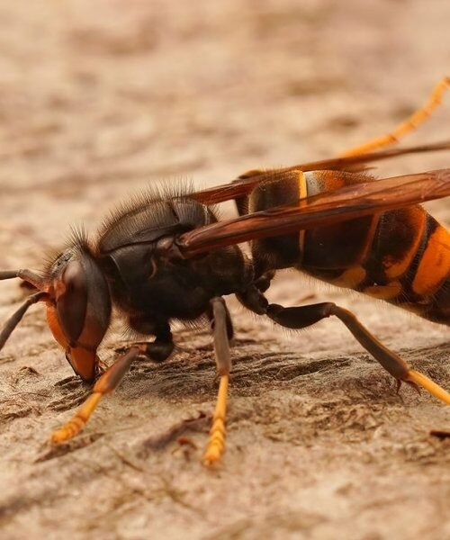 Retirada dun niño de velutinas nunha vivenda do lugar de A Pedreira, no concello de Rianxo