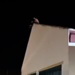 Un preso se fuga de una celda de aislamiento y se encarama al tejado de la cárcel de Puerto II
