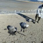 La gripe aviar se ceba con las grullas: Aragón ha localizado 500 aves silvestres muertas