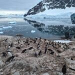 Los pingüinos están adelantando su temporada de cría por el calor