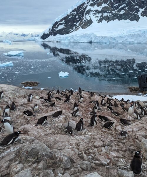 Los pingüinos están adelantando su temporada de cría por el calor