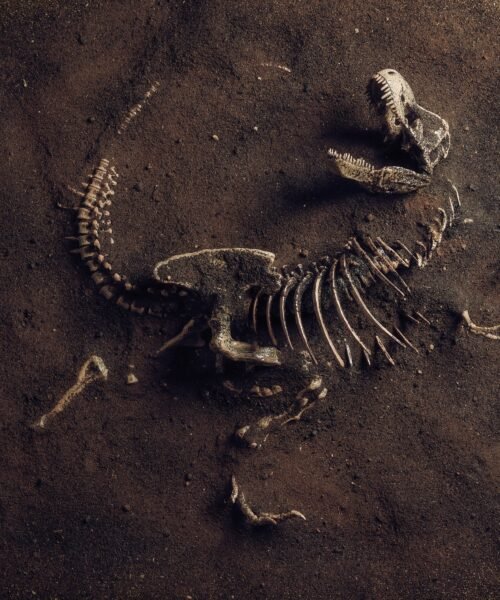 La paleontóloga transgénero Riley Black muestra en un libro dramático y conmovedor cómo el fin de los dinosaurios fue nuestro principio