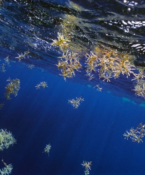 Una buena noticia frente al tsunami de Trump: el tratado para proteger las aguas internacionales entra en vigor