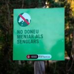 Detectan siete nuevos casos de peste porcina africana en jabalíes, uno fuera del radio inicial de Collserola