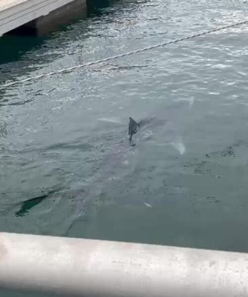 El tiburón que estaba en el puerto de Ibiza es una tintorera: «Es muy poco frecuente»