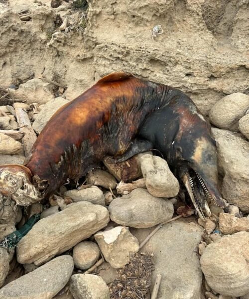 Aparece el cadáver de un delfín en avanzado estado de descomposición en una playa de Ibiza