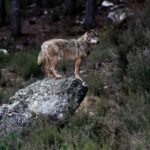 Podemos vivir sin lobos; viviremos peor