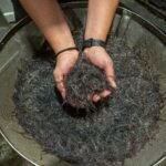 Las autonomías tumban la propuesta del Gobierno de proteger a la anguila pese a estar en peligro crítico