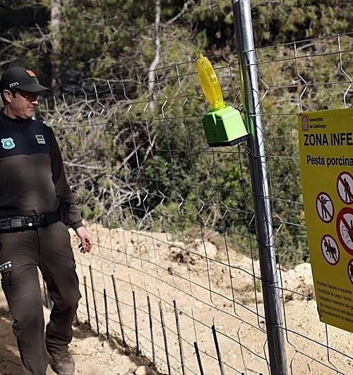 Hallan dos casos de peste porcina fuera de la zona de alto riesgo y se incluyen otros dos municipios en el radio de exclusión