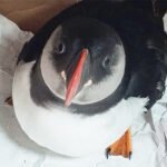 Os temporais provocaron máis de 3.500 aves mariñas abeiradas nas costas de Galicia (con Ribeira á cabeza dos rexistros)