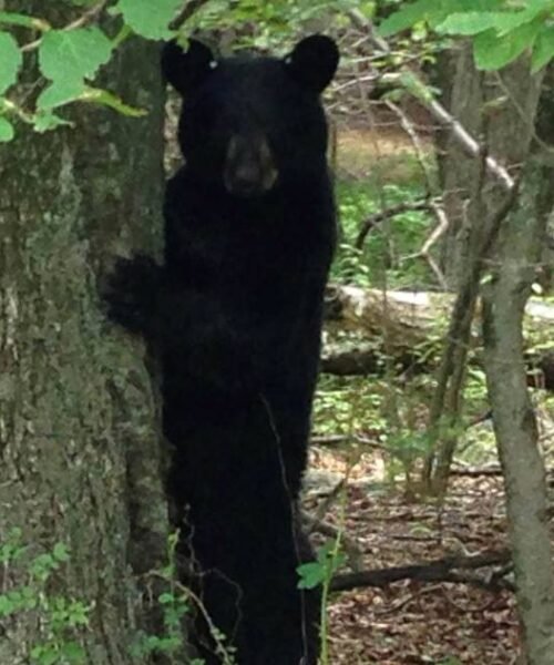 El oso más peligroso no es el ‘grizzly’ ni el polar