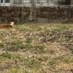 A Protectora Moura inicia unha campaña en Change.org para salvar a vida dun abandonado nunha leira pechada en Castiñeiras