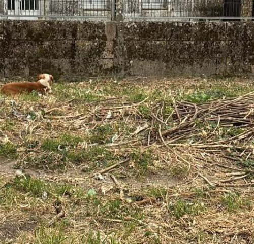 A Protectora Moura inicia unha campaña en Change.org para salvar a vida dun abandonado nunha leira pechada en Castiñeiras