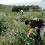 Cespón acollerá unha xornada de voluntariado para retirar especies invasoras