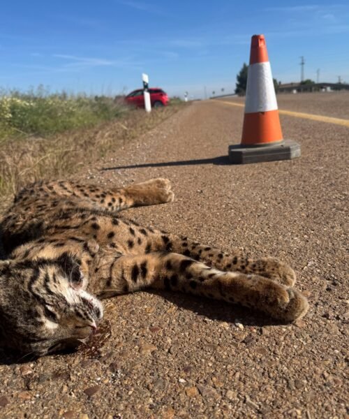 Más de 200 linces atropellados en un año lastran su recuperación, aunque la población alcanza ya los 2.663 ejemplares