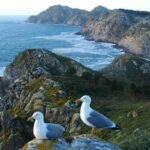 A poboación de gaivota patiamarela nas Illas Atlánticas: Ons lidera o crecemento e Sálvora mantén a hexemonía