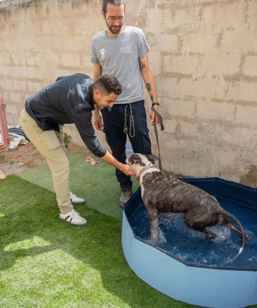 El centro de protección animal de sa Coma está casi al límite de su capacidad: medio centenar de perros buscan un hogar