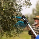 El sector del aceite de oliva aprovecha el tirón del Mundial para promocionarse en Estados Unidos