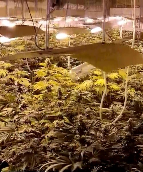 Endesa vincula el 20% del fraude eléctrico en Andalucía a la marihuana