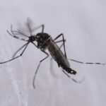 Confirmado un nuevo caso de fiebre del Nilo occidental en Dos Hermanas (Sevilla)