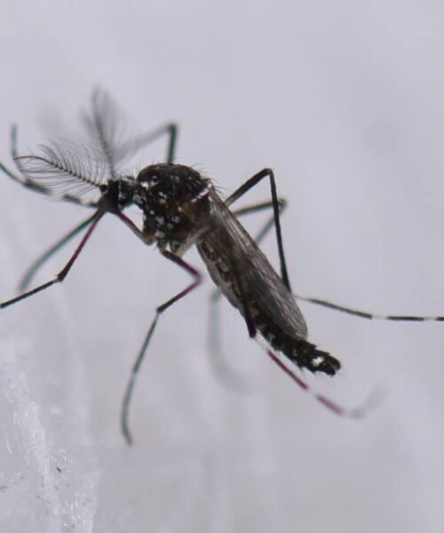Confirmado un nuevo caso de fiebre del Nilo occidental en Dos Hermanas (Sevilla)