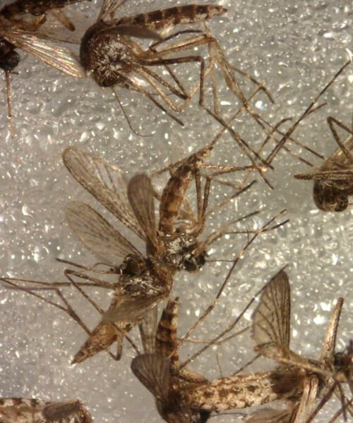 Andalucía eleva a 38 los casos de virus del Nilo tras sumar tres positivos en Sevilla, uno de ellos grave