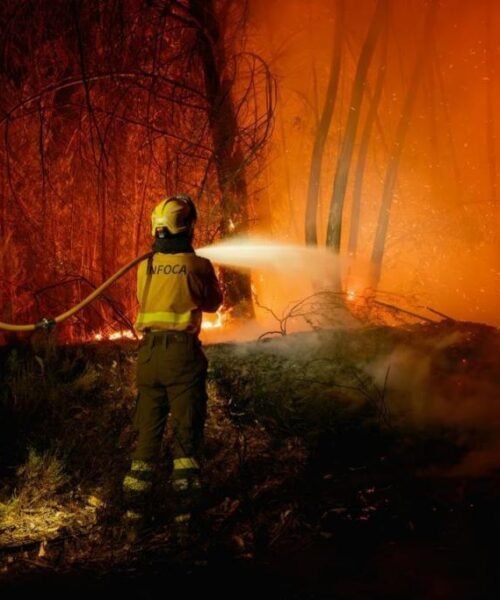 El «cóctel perfecto» que alimenta el incendio de Niebla y dificulta su extinción: una densa masa de eucaliptos, ausencia de campos de cultivo y circunstancias meteorológicas extremas
