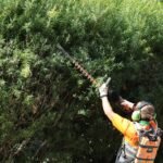 Un botánico en defensa de las “arizónicas”