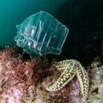 Bienvenidos a la plastisfera, el reino de los microbios del plástico: “Es un nuevo ecosistema en el planeta”