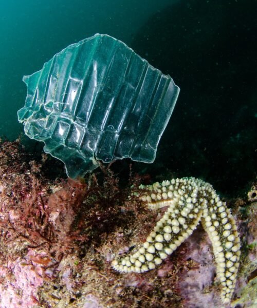 Bienvenidos a la plastisfera, el reino de los microbios del plástico: “Es un nuevo ecosistema en el planeta”