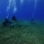 Así es un trasplante de pradera marina: Tenerife recupera su pulmón bajo el agua con semillas cultivadas en laboratorio
