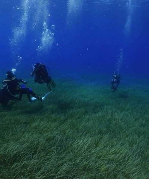 Así es un trasplante de pradera marina: Tenerife recupera su pulmón bajo el agua con semillas cultivadas en laboratorio