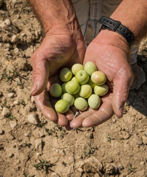 El sector de la aceituna de mesa española se une a Italia y Grecia para plantar batalla en la guerra comercial