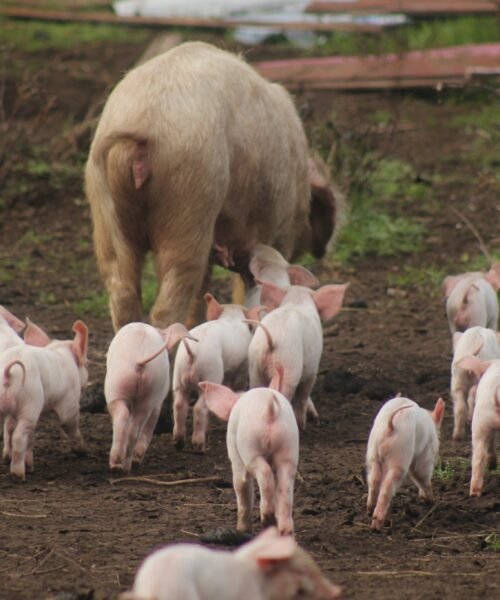 La ULPGC investiga nuevas estrategias para mejorar la sanidad porcina en Canarias