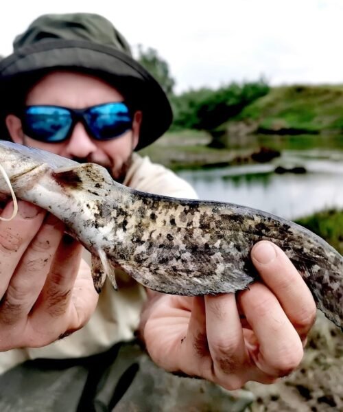 El siluro ha llegado ya también al Bajo Guadalquivir