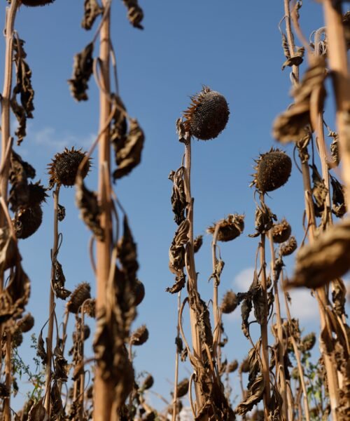 Autopsia del verano más mortífero en Europa: 50.000 fallecidos por calor